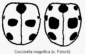 coccinella_magnifica_fld.gif