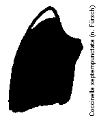 coccinella_septempunctata_hsch.gif