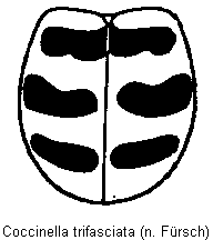 coccinella_trifasciata_fld.gif