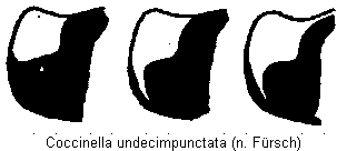 coccinella_undecimpunctata_hsch.gif