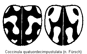 coccinula_quatuordecimpustulata_fld.gif