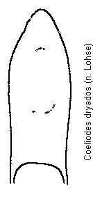 coeliodes_dryados.gif