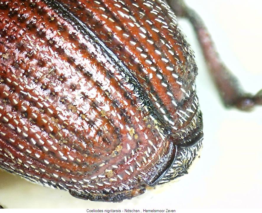 coeliodes_nigritarsis_fld.jpg