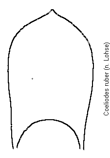 coeliodes_ruber.gif