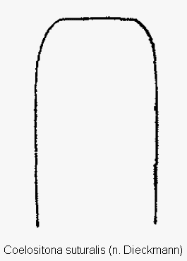 coelositona_suturalis.gif