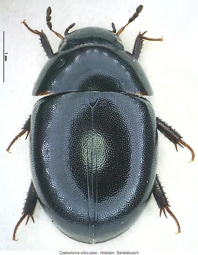 coelostoma_orbiculare_hab.jpg