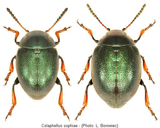 colaphus_sophiae.jpg
