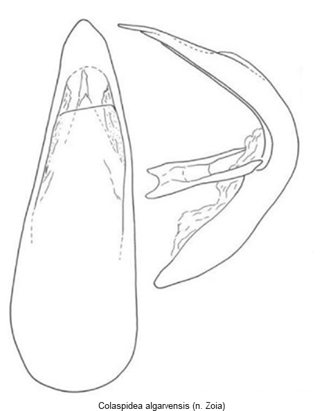 colaspidea_algarvensis.gif