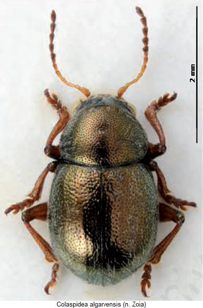 colaspidea_algarvensis_hab.jpg