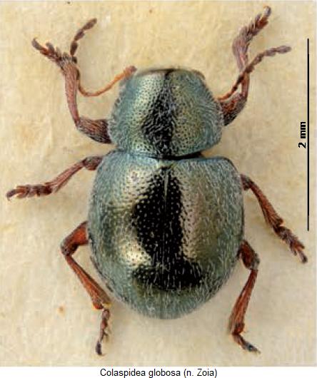 colaspidea_globosa_hab.jpg