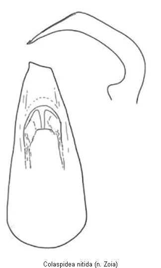 colaspidea_nitida.gif