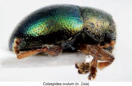 colaspidea_ovulum_sa.jpg