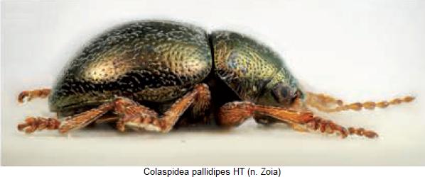 colaspidea_pallidipes_sa.jpg
