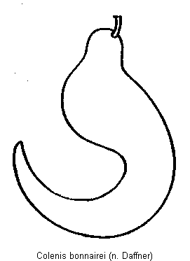 colenis_bonnairei_sperm.gif