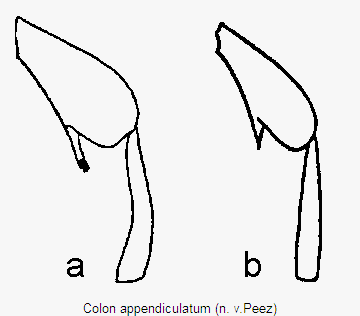 colon_appendiculatum_schl.gif