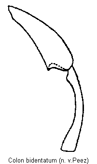 colon_bidentatum_hb.gif