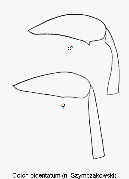 colon_bidentatum_hb1.gif