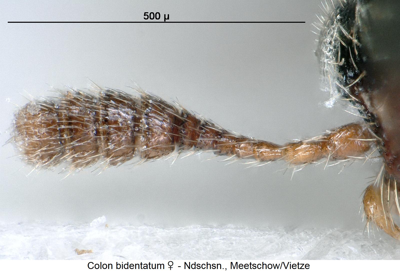 colon_bidentatum_w_f.jpg