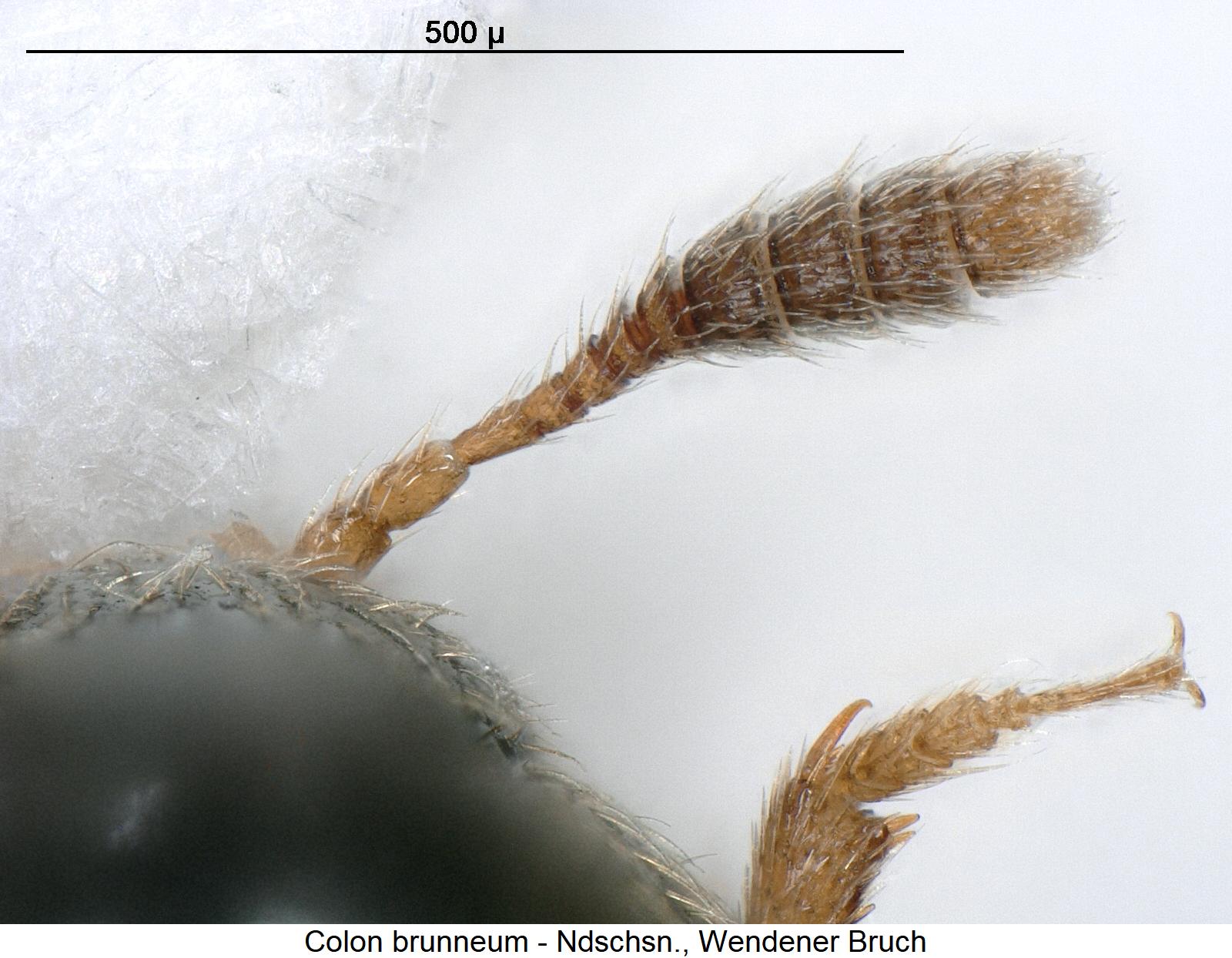 colon_brunneum_f.jpg
