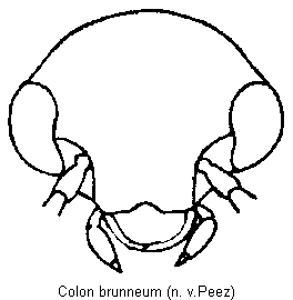 colon_brunneum_k.gif