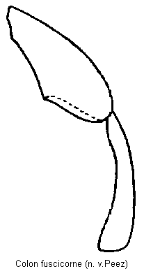 colon_fuscicorne_hb.gif