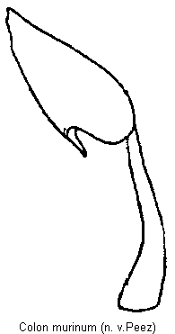 colon_murinum_hb.gif
