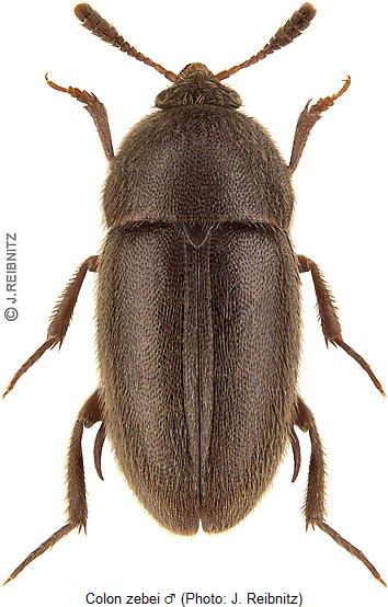 colon_zebei_hab.jpg