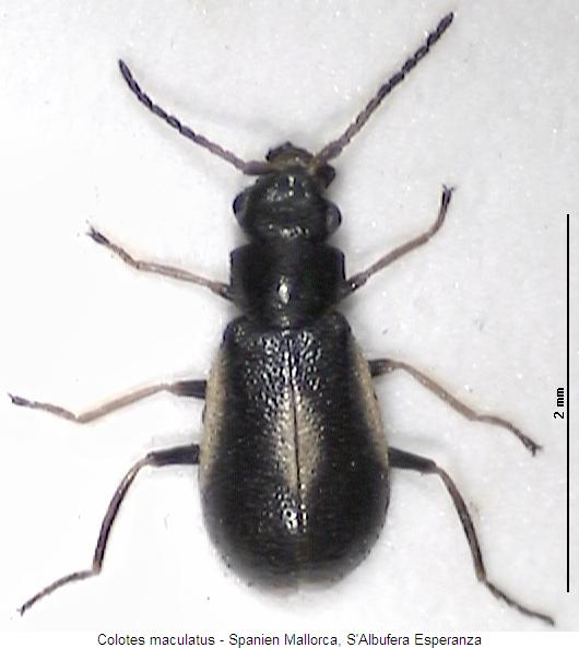 colotes_maculatus_hab.jpg