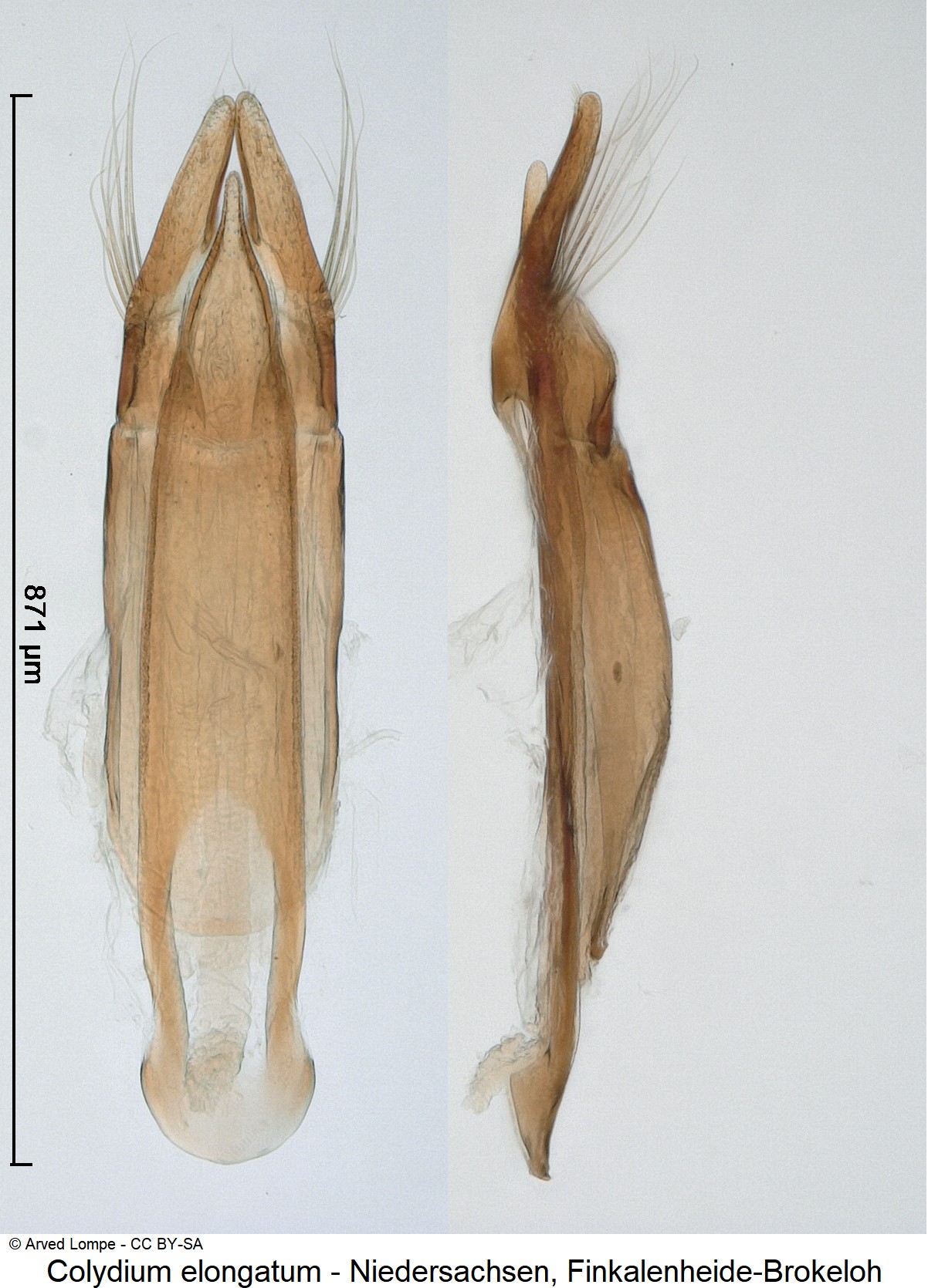 colydium_elongatum_ck16997211.jpg