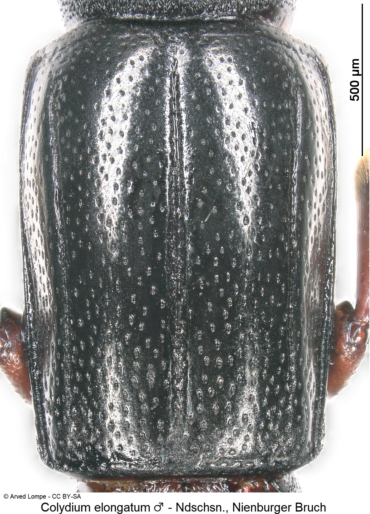 colydium_elongatum_m_ck17087003_hsch.jpg