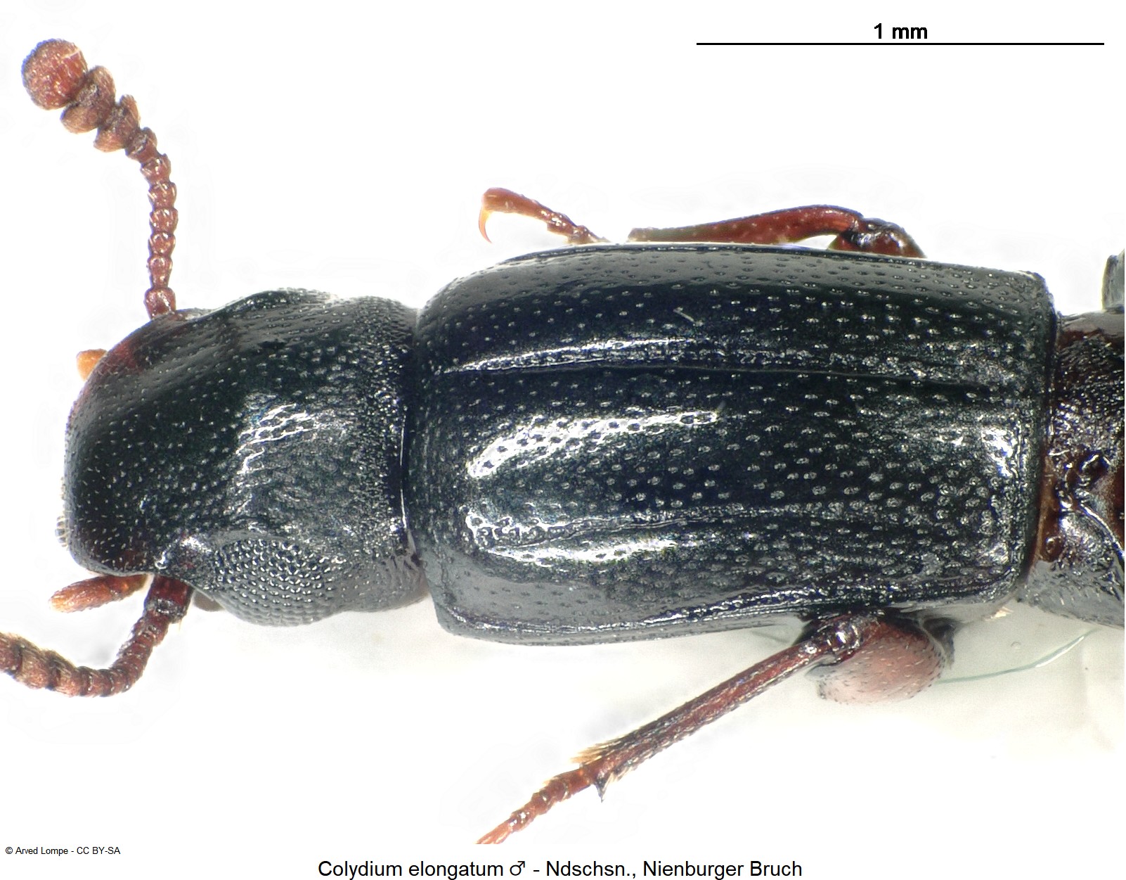 colydium_elongatum_m_ck17087003_sa_vk.jpg