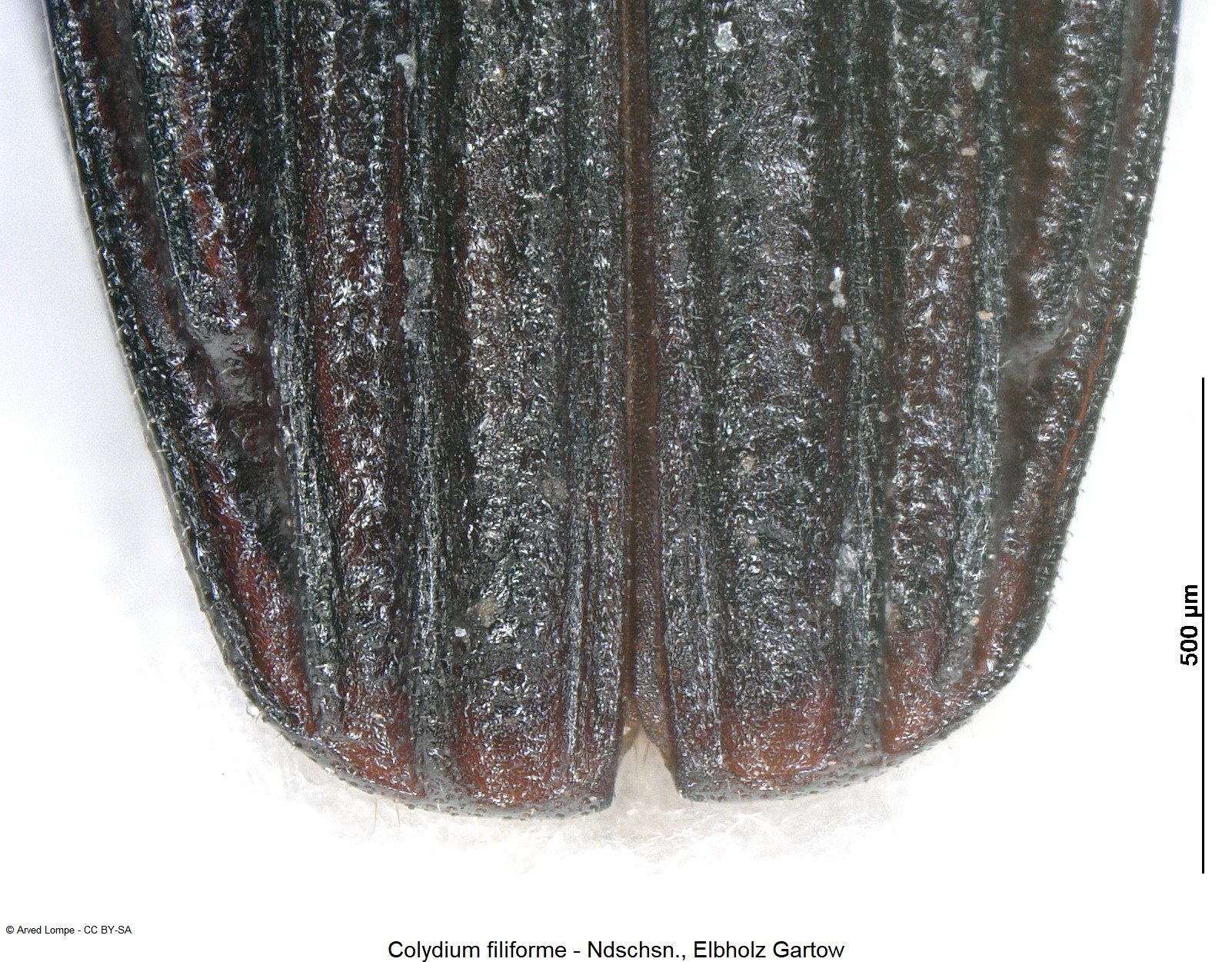 colydium_filiforme_ck8864_dec.jpg
