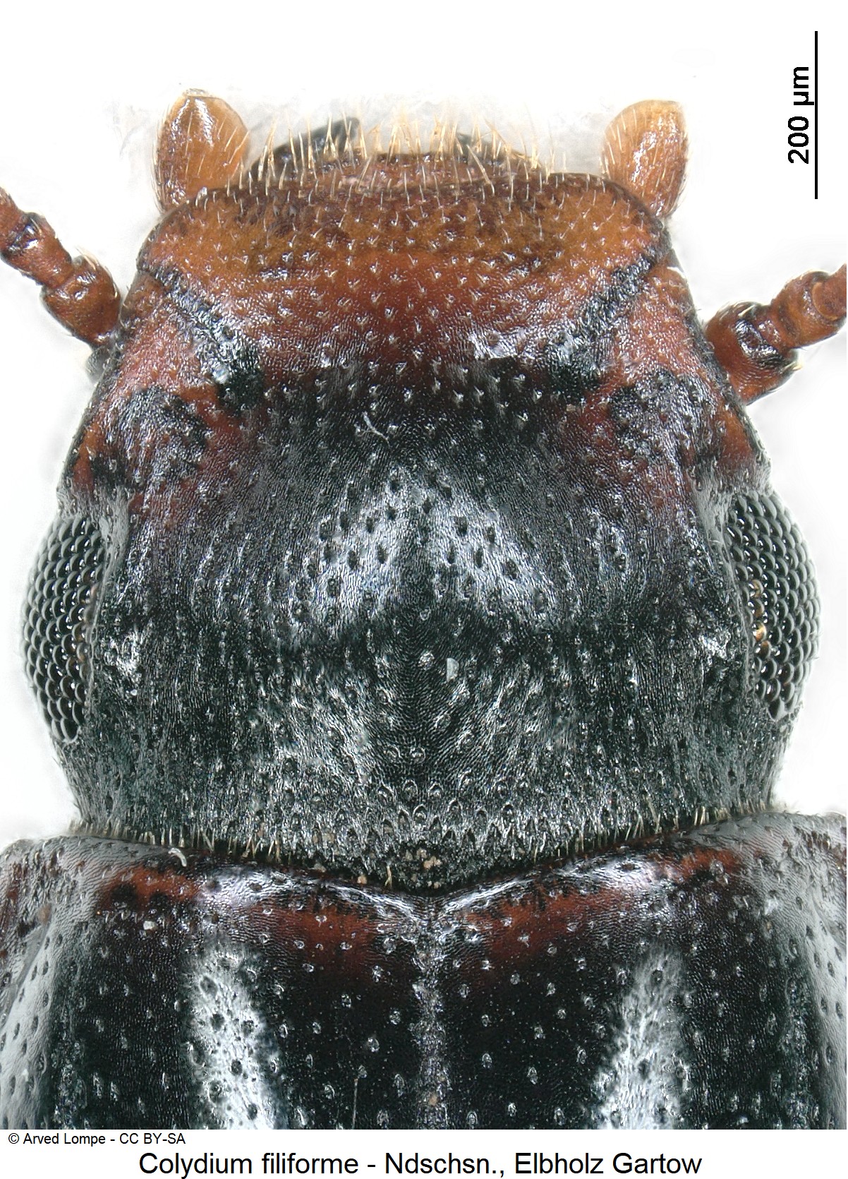 colydium_filiforme_ck8864_k.jpg