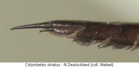 colymbetes_striatus_htr.jpg