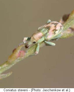 coniatus_steveni_hab.jpg