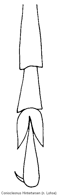 coniocleonus_hintertarsen_htr.gif