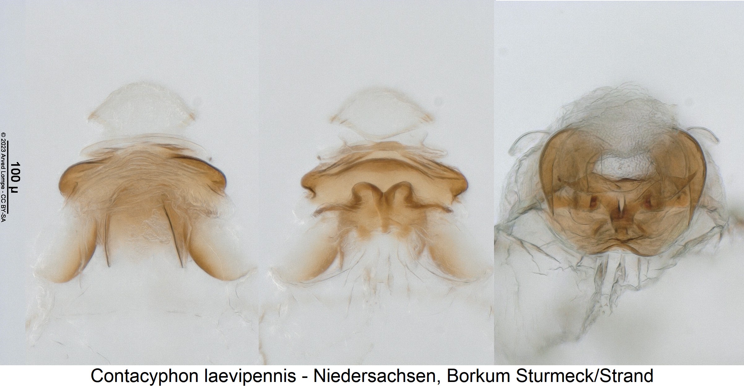 contacyphon_laevipennis_bur.jpg