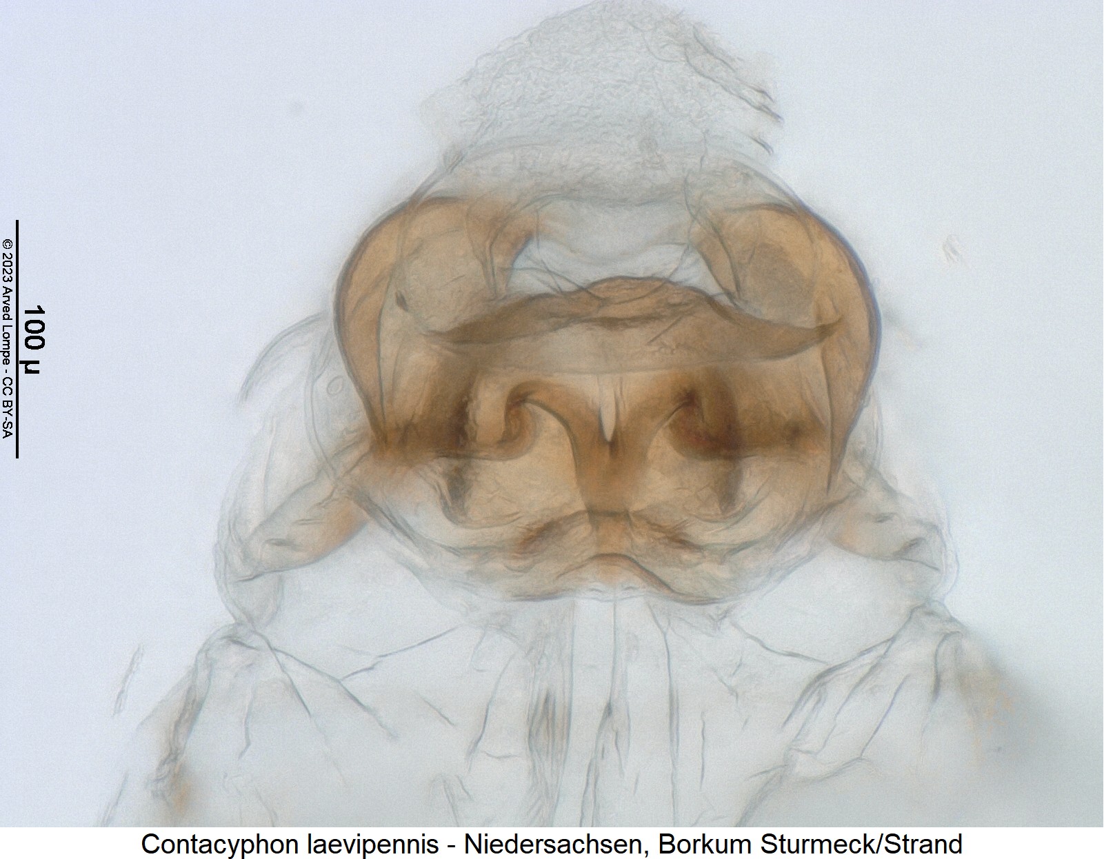 contacyphon_laevipennis_bur2.jpg