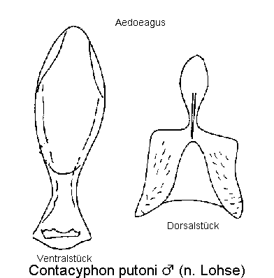contacyphon_putoni.gif