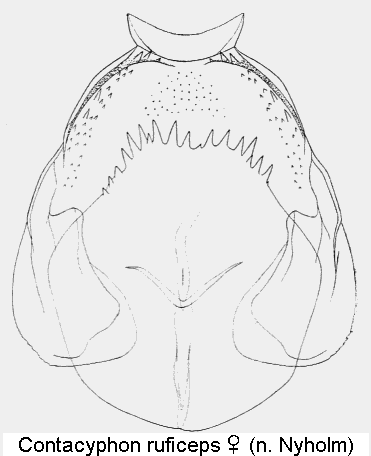 contacyphon_ruficeps_sperm.gif