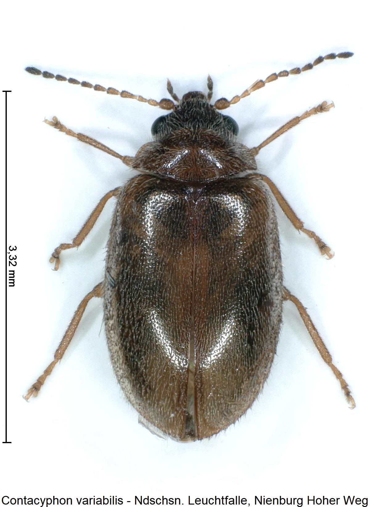 contacyphon_variabilis_hab.jpg