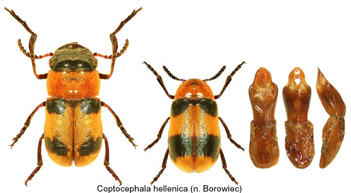 coptocephala_hellenica.jpg