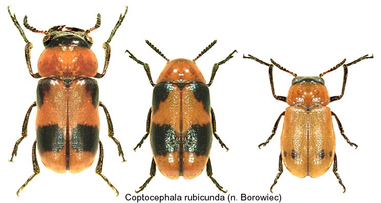 coptocephala_rubicunda2.jpg