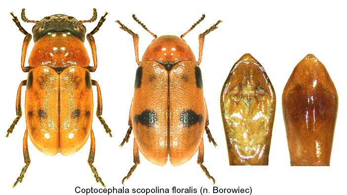 coptocephala_scopolina_floralis.jpg