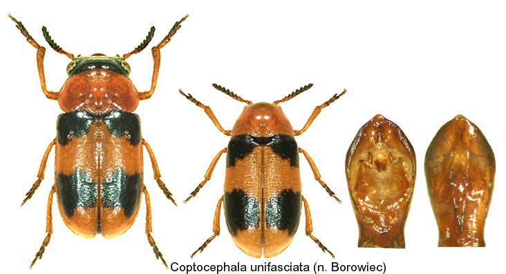 coptocephala_unifasciata.jpg