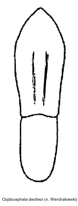 coptocephala_unifasciata_aed.jpg