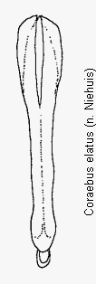 coraebus_elatus.gif