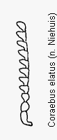 coraebus_elatus_f.gif