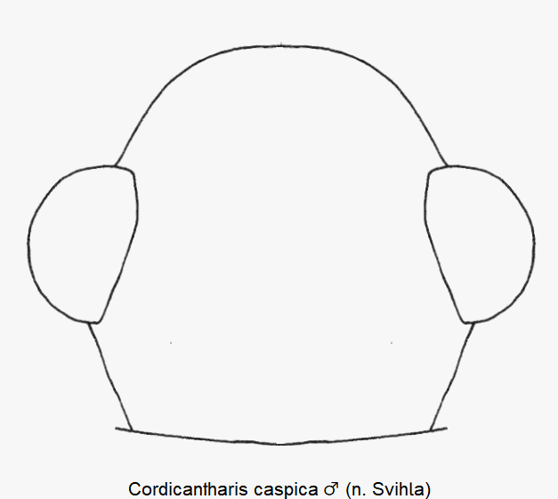 cordicantharis_caspica_m_k.gif