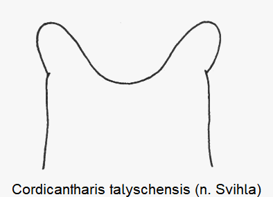 cordicantharis_talyschensis_laterophysen.gif